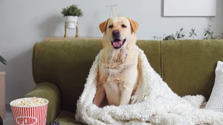 POKUŠAO DA POJEDE ŠNICLU SA TV EKRANA Pogledajte kako ne odustaje - video je hit