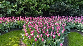 LALE SU PROCVETALE U JEDNOJ OD NAJVEĆIH BAŠTI  NA SVETU Do kraja maja posetioci mogu da uživaju u nepreglednim poljima raznobojnih lepotica