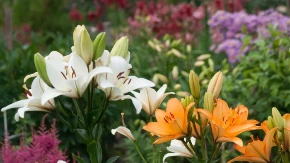 CVETAĆE BUJNIJE NEGO IKADA Stavite ovu stvar u zemlju gde su posađeni ljiljani i gledajte magiju