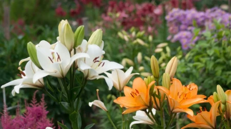 CVETAĆE BUJNIJE NEGO IKADA Stavite ovu stvar u zemlju gde su posađeni ljiljani i gledajte magiju