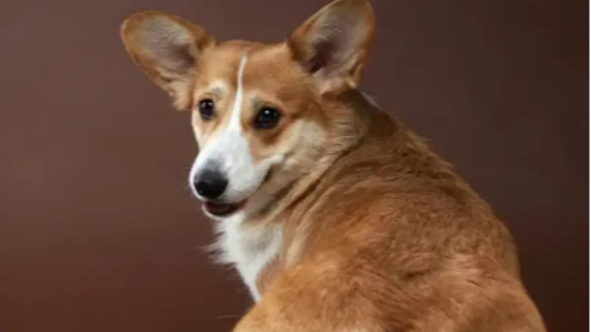 POKUŠAVA NEŠTO DA VAM KAŽE Evo zbog čega vaš pas stalno juri svoj rep - razlog će vas iznenaditi