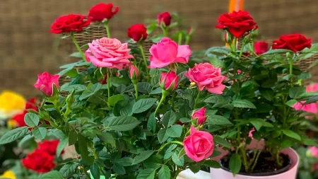 Bujaju kao iz vode i ne razboljevaju se: Ako ovo uradite ujutru do 11 sati, ruže će cvetati kao lude 