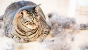 HOROR SA DLAKAMA! Tokom linjanja odeća strada – ali ovo rešava PROBLEM ODMAH