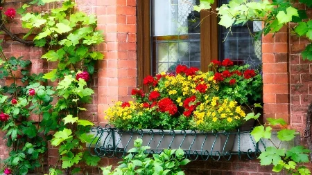 Ne žurite s muškatlama: Ako ih prerano iznesete, jadno će cvetati, evo kada je pravi trenutak