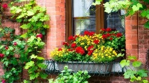 Ne žurite s muškatlama: Ako ih prerano iznesete, jadno će cvetati, evo kada je pravi trenutak