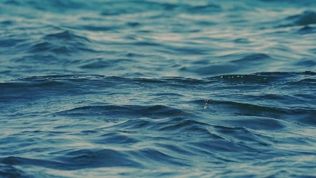 STVORENJE JE ODJEDNOM IZRONILO IZ DUBINA Taksista u poznatom turističkom mestu snimio prizor od kojeg ćete se slediti 