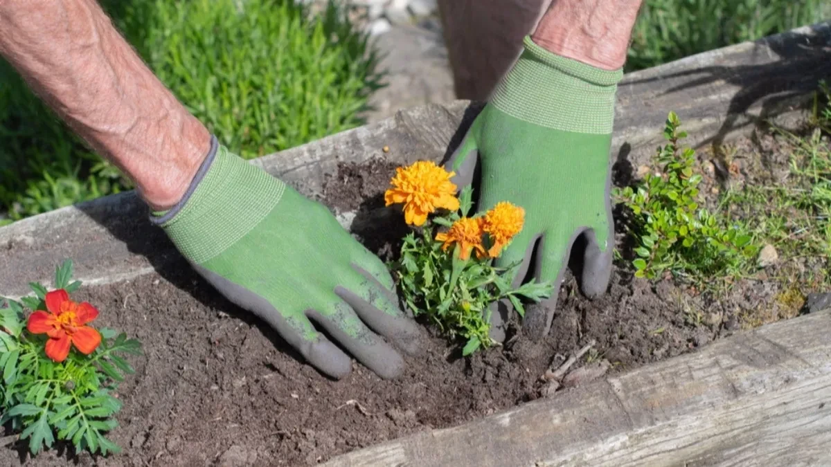 Lekovita biljka koja se lako gaji i može da donese hiljade dinara po aru