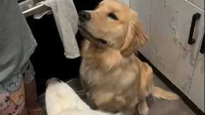 NEĆETE VEROVATI KAKO GLEDAJU! Psi čekali odrezak kao hipnotisani – snimak topi srca! (VIDEO)