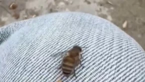 MAJKO MILA, DA LI JE OVO REALNO?! Pčela mu ostavila „nešto“, on pomislio da je probao med – kad je shvatio, PREVRNUO SE!