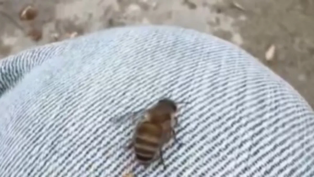 MAJKO MILA, DA LI JE OVO REALNO?! Pčela mu ostavila „nešto“, on pomislio da je probao med – kad je shvatio, PREVRNUO SE!