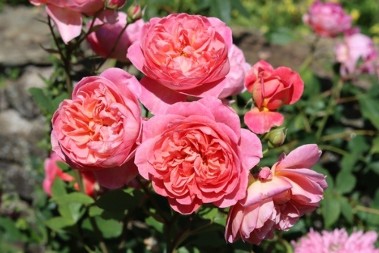 Ruže kao iz najskupljih časopisa: U februaru pospite oko njih ovaj prah - dobićete krupne i teške cvetove