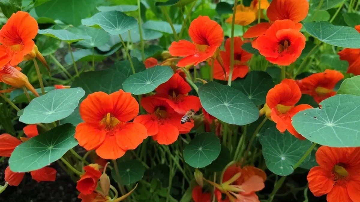 8 valjanih razloga zašto bi svako od nas trebalo da gaji Dragoljuba u dvorištu, a pogotovo u bašti