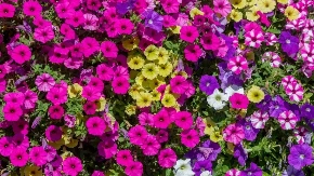Šta se seje i sadi u aprilu od cveća: Sad posađeno, cvetaće sve do septembra