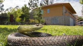 Kreće najezda: Ove biljke mnogi sade uz kuću, a ne znaju da mogu privući zmije
