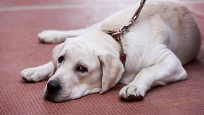 ZLATNI RETRIVER PROBAO LIMUN, PA NASMEJAO SVE NA MREŽAMA Pogledajte samo tu reakciju