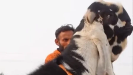 MISTERIOZNA ZVER ZALUDELA INTERNET: Niko ne zna koja je ovo životinja – ljudi u ŠOKU!