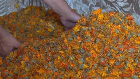 100.000 DINARA ZARADE NA DESET ARI Ova biljka zahteva MINIMUM ulaganja, i još manje rada