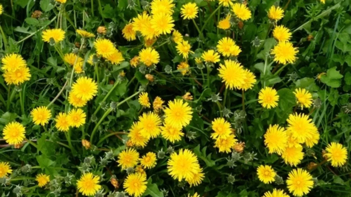 Maslačak vam uništava travnjak? Ovo rešenje ga briše za nekoliko sati