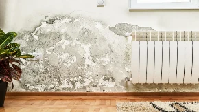 Buđ nestaje za 10 minuta: Moler otkrio najbrži trik za čiste zidove