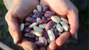 PASULJ JE HIT NAMIRNICA 2026. GODINE Najdugovečniji ljudi na svetu ga jedu svaki dan, a nutricionisti ističu JEDNU stvar