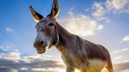 KUPILI MAGARCU SREĆKU, A ONO - DOBITAK Evo šta je posle bilo (FOTO)