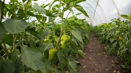 Paprike od ovoga rode kao lude, a dobro je i za paradajz: 1 namirnica iz kuhinje pravi čuda