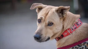 Nikakve hemikalije koje mogu biti i opasne, samo ovo: Kako oterati krpelje od pasa, beže od ovoga kao vampiri od belog luka