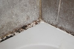 Nagriza je i skida sve, posle ovoga ne ostaje nijedna crna tačkica: Kako skinuti buđ koja se pojavi u ćoškovima u kupatilu