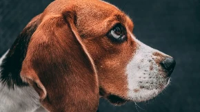 HIT VIDEO Na njegovoj faci se sve vidi, ljudi plaču od smeha - ugledao je vlasnicu sa maskom na licu