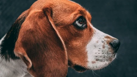 HIT VIDEO Na njegovoj faci se sve vidi, ljudi plaču od smeha - ugledao je vlasnicu sa maskom na licu