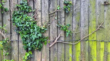 REŠENJE JE PRIRODNO I VEĆ GA IMATE U KUHINJI Očistite drvenu ogradu za tren oka bez skupih sredstava