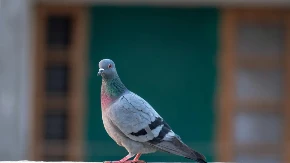 OTERAJTE IH PRE NEGO ŠTO VAM NAPRAVE GNEZDO NA TERASI Golubovi od OVE stvari beže kao đavo od krsta