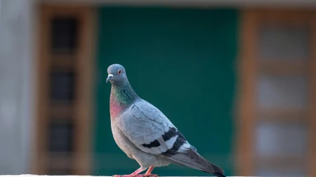 OTERAJTE IH PRE NEGO ŠTO VAM NAPRAVE GNEZDO NA TERASI Golubovi od OVE stvari beže kao đavo od krsta