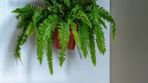 OPSTAĆE VAM ČAK I AKO ZABORAVITE DA IH ZALIJETE Ovih pet biljaka hlade stan bolje od klime, a uspevaju SVIMA