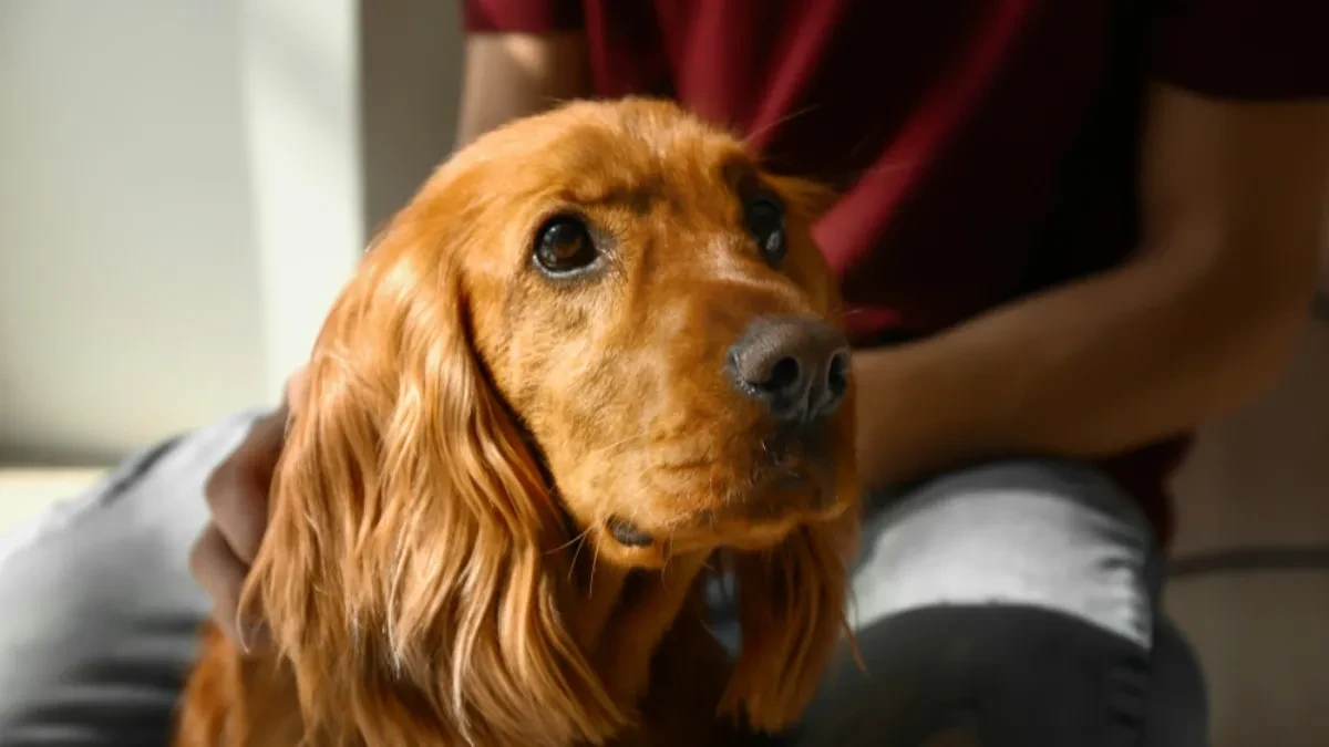OVO ĆE VAM OLAKŠATI ŽIVOT Uz ove trikove ćete bez problema uspeti da svom psu date lek