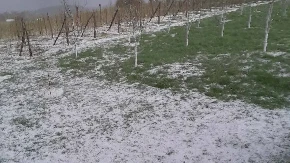 Tuklo je dugo, u voćnjak kad smo došli zatekao nas haos: Jak i krupan grad pogodio sela kod Prijepolja, ogromne štete na malinama 