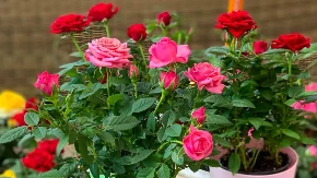 ZAKOPAJTE OVO UZ RUŽU Imaće više pupoljaka, jači list i zdraviji žbun