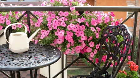 NAJLEPŠE CVEĆE ZA SUNČANE TERASE Zablistaće u raskošnim bojama