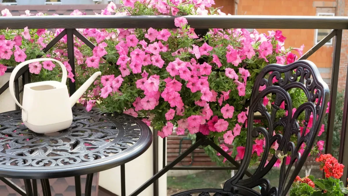 NAJLEPŠE CVEĆE ZA SUNČANE TERASE Zablistaće u raskošnim bojama