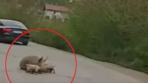 NEVERICA NA PUTU KOD FOČE: Krmača se oprasila na sred druma – VOZAČI U ŠOKU! 