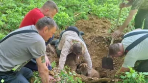 ZEMLJA JE PROGUTALA KOBILU! Drama u šumi — vatrogasci izvukli pola tone iz rupe