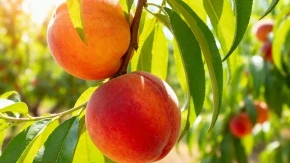 Samo uklonite ovaj deo na stablu: Dobićete eksploziju sočnih i krupnih plodova