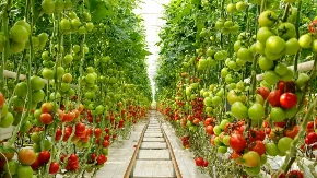 Novi način uzgoja hrane zaludeo je internet - ne treba zemlja, nema korova (VIDEO) 