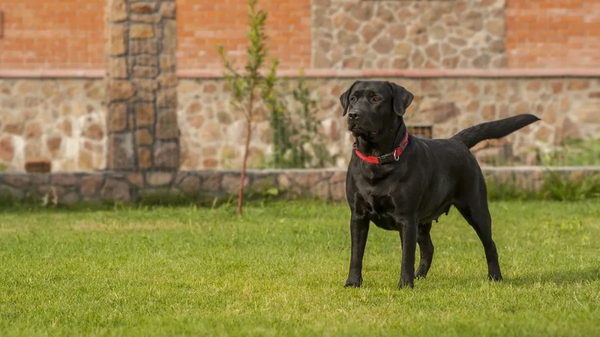 DOBROĆUDNI PAS ISPREPADAO DOSTAVLJAČA Samo je očekivao poslasticu - hit video nasmejao ljude na mrežama