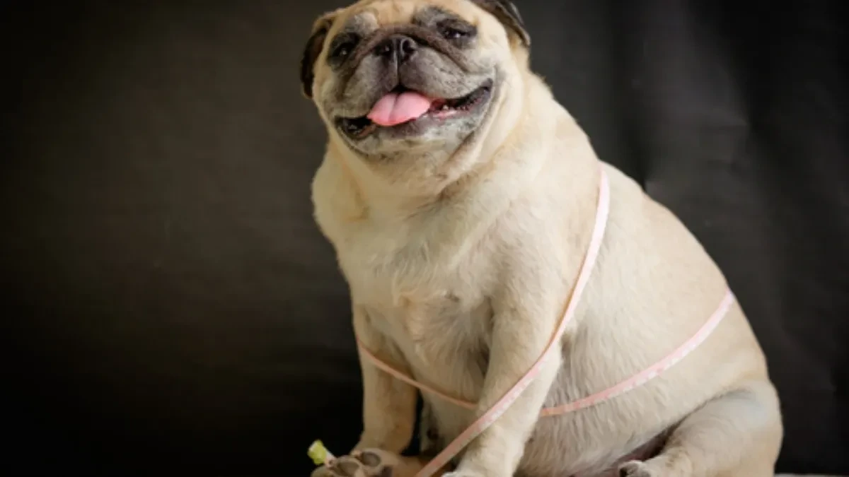 ALARM ZA VLASNIKE: Ako ovako hranite psa - uništavate mu zdravlje!