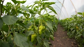 Prirodno đubrivo iz kuhinje - kada sadnice paprike zalijete ovim sastojkom rod će biti krupan i obilat