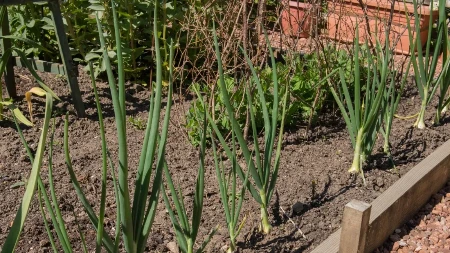 Od ovoga nikne do kolena, a ne bi vam palo na pamet da ga ovim zalijete: Mladi luk ovo obožava, od prirodnog đubriva raste kao lud