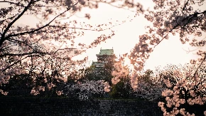 OVAKAV PROLEĆNI PEJZAŽ JOŠ NISTE VIDELI Lepota cvetova trešnje oduzima dah - 30.000 stabala prekriva planinu