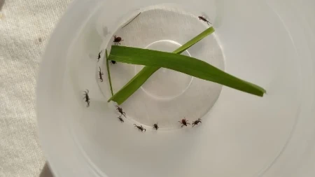 „Čistoća“ sutra započinje prolećnu akciju suzbijanja krpelja