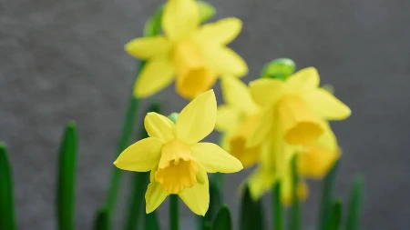 10 SEKUNDI I PROBLEM REŠEN Evo šta da radite ako vam narcisi ne cvetaju kako treba